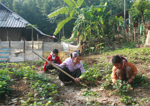 Cuộc sống của 4 bà cháu bà Bùi Thị Ẹng chỉ nhìn vào những luống khoai lang quanh nhà.