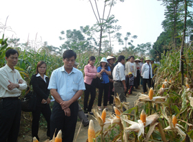 Các đại biểu thăm quan Mô hình thâm canh ngô lai chịu hạn tại xóm Tân Sơn xã Toàn Sơn huyện Đà Bắc.