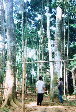 Những cây dổi đang đến kỳ cho thu quả của người dân xóm Be Trong, xã Chí Đạo, huyện Lạc Sơn
