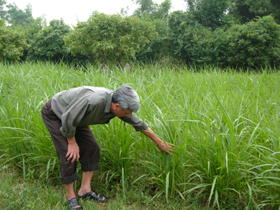 Huyện Kim Bôi xác định trồng cỏ đáp ứng nhu cầu thức ăn 25-30% cho trâu, bò hiện có.