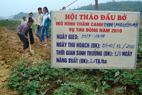 Mô hình giống khoai KLC 266 ở xóm Khoang, xã phúc Tuy ( Lạc Sơn) cho thu nhập khoảng 100 triệu đồng/ha.