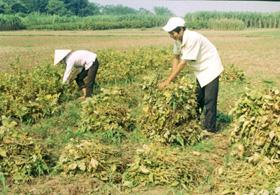 Thu hoạch đậu tương ở xã Hợp Thanh (Lương Sơn)