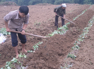 Nông dân xã Cố Nghĩa (Lạc Thủy) khẩn trương gieo trồng các loại cây ngắn ngày kịp thời vụ.