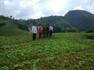 Hiện nay, tổng diện tích trồng tỏi của xã Bắc Sơn đã là 7 ha