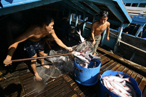 Nông dân Bạc Liêu thu hoạch cá tra. Ảnh: Chí Lâm