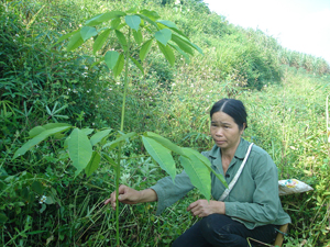 Chỉ còn một vài gốc cây cao su sống sót lại ở  khu đồi Nguyệt, xóm Bưng, xã Thu Phong (Cao Phong).