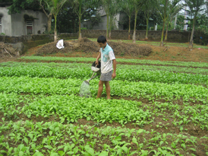 Hầu hết diện tích đất vườn ở xã Thống Nhất đều được người dân tận dụng để trồng rau đông, cải thiện đáng kể thu nhập cho gia đình.

