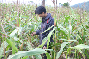Dự án khai hoang cải tạo đất ruộng bậc thang ở xóm Bai giúp bà con canh tác đất trồng ngô bền vững.
