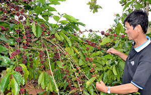 Cà phê đến mùa thu hoạch tại huyện Ea Kar (Đắc Lắc). Ảnh: T.N.

