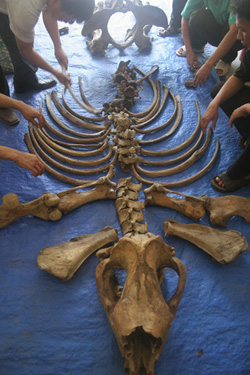 Bộ xương của tê giác Java một sừng được tìm thấy ở vườn quốc gia Cát Tiên vào tháng 4 năm ngoái. Theo các nhà khoa học, nguyên nhân cái chết của nó là do bị bắn để lấy sừng.