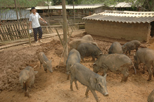 Anh Khương Đức Thụ chăm sóc đàn lợn đặc sản của gia đình.