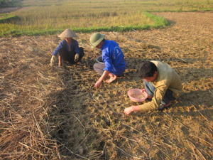 Nông dân xóm Xưa Hạ, xã Xuất Hóa trồng hành tăm theo quy trình gieo hạt đến đâu, phủ rơm, rạ đến đó.