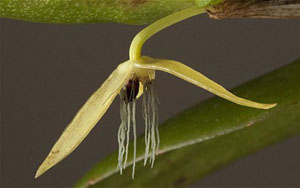 Nocturnum Bulbophyllum là loài phong lan đầu tiên nở hoa vào ban đêm.