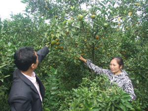 Năm nay, sản lượng cam của Cao Phong ước đạt xấp xỉ 7.500 tấn, đem lại doanh thu từ trên 80 tỷ đồng cho nông dân.
