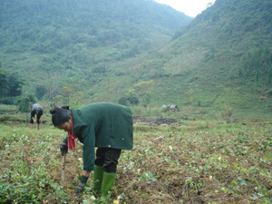 Nhân dân ở xã Ba Khan (Mai Châu) trồng khoai lang cho thu nhập cao.