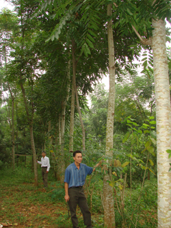 Anh Bùi Văn Dẹn, xóm Bãi Đa, Bảo Hiệu (Yên Thủy) phát triển kinh tế theo mô hình vườn rừng + chăn nuôi cho thu nhập khá.