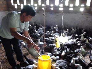 CCB Nguyễn Tiến Luật, tiểu khu Đoàn kết, TT Đà Bắc (Đà Bắc) chăm sóc đàn gà của gia đình.