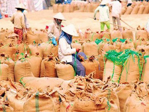 Indonesia muốn được giao hàng gạo nhập từ Việt Nam trước cuối năm nay, trong khi Việt Nam đã thu hoạch xong vụ lúa lớn thứ nhì trong năm là vụ Hè-Thu.
