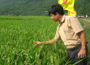 Cán bộ Trung tâm giống cây trồng tỉnh kiểm tra chất lượng giống lúa thuần TBR36 (Ảnh: T.T).