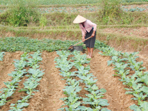 Tận dụng diện tích đất bưa bãi, nông dân xã Phú Lương (Lạc Sơn) trồng các loại rau vụ đông, góp phần tăng giá trị sử dụng đất nông nghiệp.