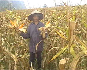 HND khu 5, thị trấn Chi Nê thu hoạch vụ ngô trên đất canh tác 3 vụ mang lại năng suất cao.