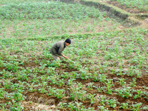 Nông dân xóm Chiềng 3, xã Vĩnh Đồng tập trung trồng và chăm sóc khoai tây vụ đông.