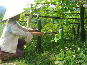 Kịp thời phòng trừ sâu bệnh hại, nông dân xã Mai Hạ (Mai Châu) trồng bí xanh đạt hiệu quả cao với năng suất gần 1 tấn/sào, chất lượng quả tốt, tỷ lệ quả thương phẩm cao.