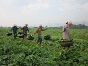 Nông dân thị trấn Mường Khến (Tân Lạc) trồng bí xanh trái vụ mang lại giá trị kinh tế cao.
   
