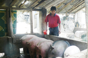 Tòng Đậu tập trung phát triển chăn nuôi theo hướng hàng hoá đem lại hiệu quả kinh tế cao. Ảnh: Hộ anh Hà Văn Khương, xóm Cha phát triển kinh tế hộ đầu tư nuôi cá, lợn cho thu nhập 70 triệu đồng/năm.
