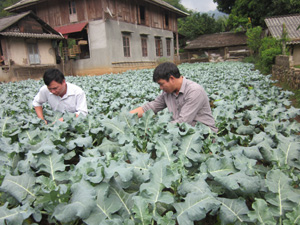 Đoàn kiểm tra thực tế quy trình sản xuất rau ở xóm Cha Long, xã Tòng Đậu.