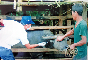 Lực lượng thú y huyện Kim Bôi triển khai tiêm vắc xin LMLM cho trâu, bò vụ đông.