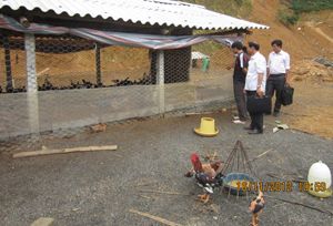 Đoàn kiểm tra điều kiện ATTP thực tế tại trại gà xã Lạc Lương (Yên Thủy)