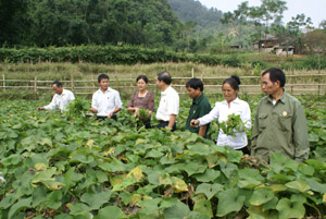 Lãnh đạo Hội CCB huyện Tân Lạc và Hội CCB xã Lũng Vân thăm quan mô hình trồng su su lấy ngọn của gia đình hội viên Hà Văn Khuyển ở xóm Bách, xã Lũng Vân.