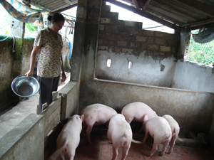 Nhiều hộ gia đình ở xã Mãn Đức (Tân Lạc) phát triển mô hình chăn nuôi lợn mang lại nguồn thu nhập cao. 

