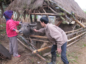 Hộ chăn nuôi xã Xuân Phong (Cao Phong) tích cực phối hợp thực hiện tiêm phòng LMLM cho gia súc vụ đông - xuân.