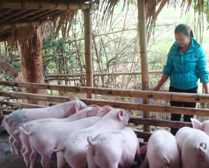 Gia đình chị Nguyễn Thị Hải, xóm Đắt 1 phát triển chăn nuôi theo hướng hàng hóa mang lại hiệu quả kinh tế cao.