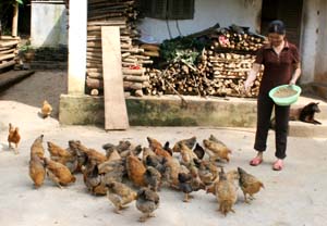 Nhiều hộ hội viên phụ nữ chi hội xã Vũ Lâm đầu tư nuôi gà thả vườn cho thu nhập khá.