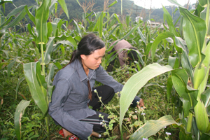 Người dân xã Thung Khe (Mai Châu) được Dự án giảm nghèo giai đoạn II đầu tư phát triển các các loại giống cây trồng cho năng xuất cao.