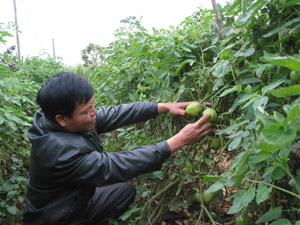 Nông dân xã Bắc Phong (Cao Phong) mở rộng diện tích cà chua vụ đông.
