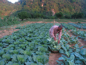 Nông dân xã Phú Thành (Lạc Thủy) chăm sóc, thu hoạch diện tích cây rau vụ đông.