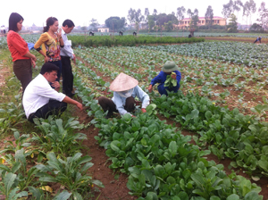 Cán bộ ngành NN&PTNT tỉnh ta đi tham quan thực tế tìm hiểu mô hình sản xuất rau an toàn của xã nông thôn mới Văn Đức (Từ Liêm, Hà Nội).

