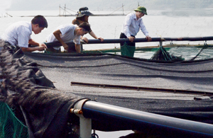 Mô hình nuôi cá tầm trên lòng hồ sông Đà địa bàn xã Hiền Lương (Đà Bắc) được đánh giá cao về  hiệu quả kinh tế và mức độ phù hợp với điều kiện đầu tư.