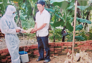 Huyện Kỳ Sơn triển khai tiêm vắc xin phòng cúm gia cầm cho đàn gia cầm trong dân.