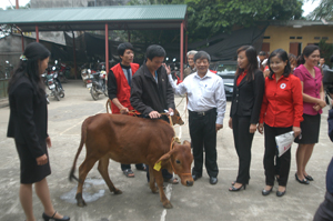 Lãnh đạo Thành uỷ, Hội CTĐ tỉnh, thành phố Hoà Bình, nhà tài trợ chứng kiến tại lễ giao bò cho các hộ gia đình có hoàn cảnh đặc biệt khó khăn.