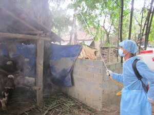 Hầu hết diện tích chuồng trại trên địa bàn huyện Kim Bôi đã được phun tiêu độc khử trùng môi trường giúp nâng cao hiệu quả phòng, chống dịch bệnh.