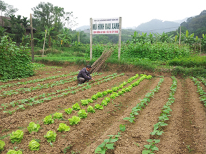 Cán bộ HTX nông nghiệp Dân Chủ thường xuyên kiểm tra chất lượng các loại rau xanh đang được trồng theo quy trình nghiêm ngặt của sản xuất RAT.