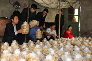 Đoàn kiểm tra tại lớp dạy nghề trồng nấm rơm.