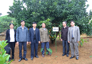 Sau khi xem xét, đánh giá, Hội đồng bình tuyển thống nhất lựa chọn cây bưởi đỏ mang ký hiệu BĐ-4, đề nghị Sở NN&PTNT công nhận là cây đầu dòng giống bưởi đỏ tại huyện Tân Lạc.