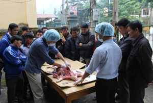 Học viên trực tiếp tham gia mổ khám chẩn đoán bệnh trên lợn.