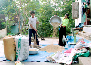 Gia đình anh Bùi Văn Phú, xóm Nam Thượng, xã Nam Thượng (Kim Bôi) phơi thóc vụ chiêm, năng suất đạt 70 tạ/ha.